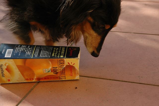 何が入ってるかな？