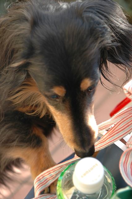 好奇心いっぱいのルパン、大好きだよ。