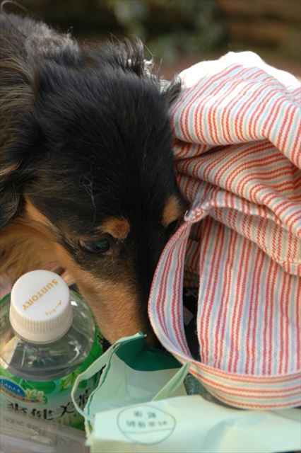 いいもの見つかるかな。