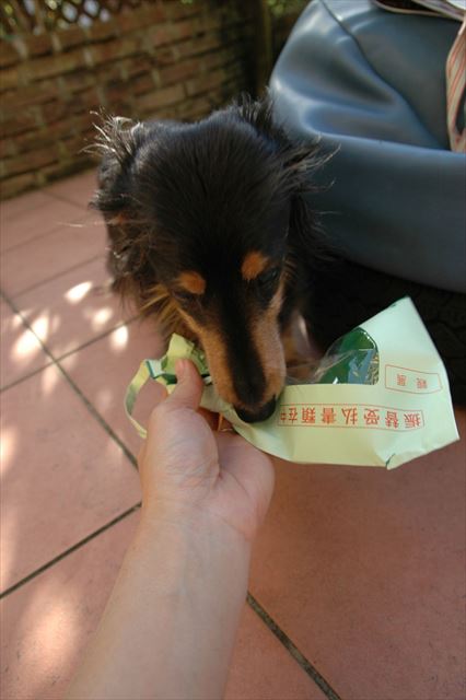 封筒の中におやつを入れて。ハイどうぞ。破いて中を食べるの、上手だったね。