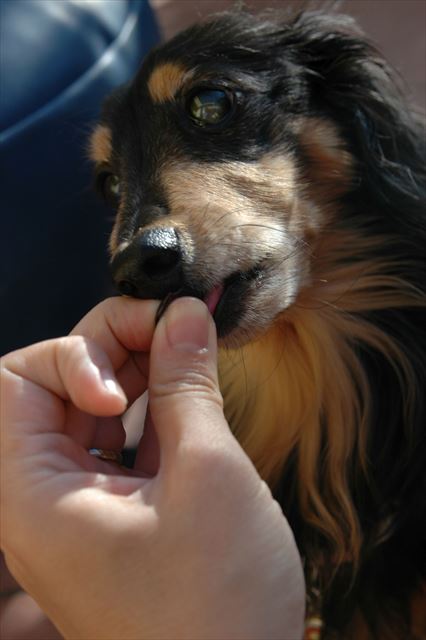 あげるよ。おすわり♪　おりこうさん♪