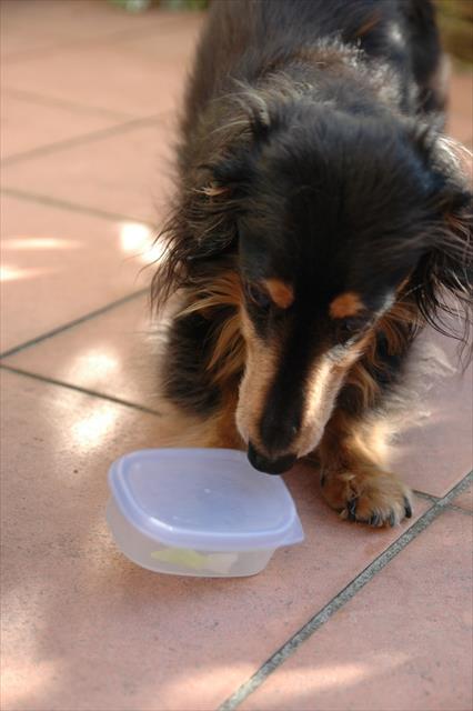 あ！ボクのおやつ入れだ。