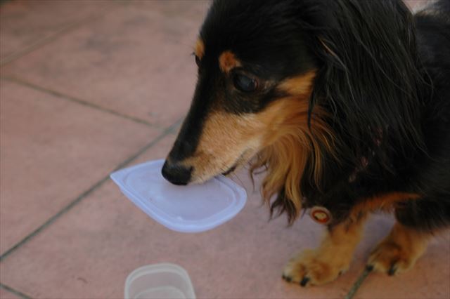 おやつ？入ってない？もっとちょうだい？