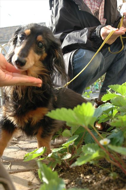これあげる。大好きなルパンにこれあげる！