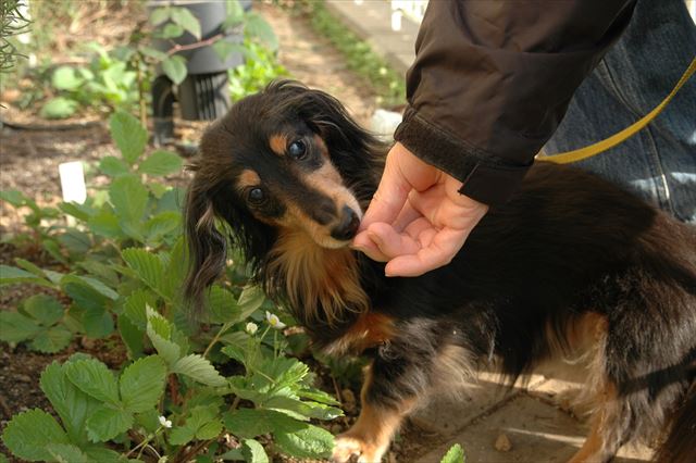 ルパンに何かしてあげられる幸せ。コレあげる！