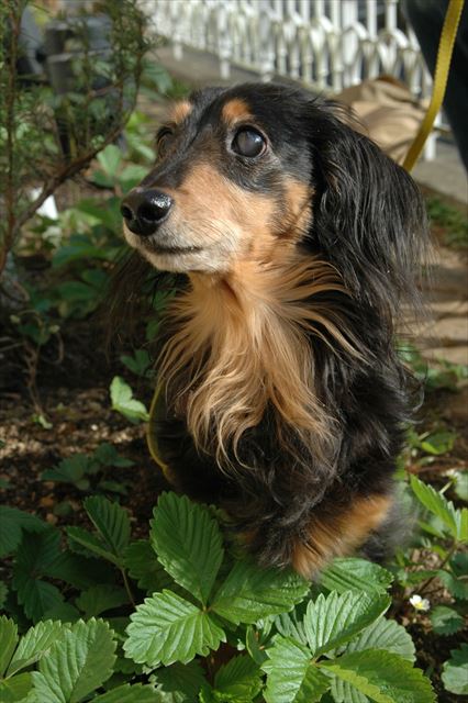 ルパン、どうしてキミはそんなにかわいいの？