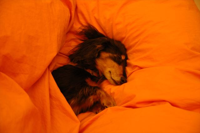 ふかふかの羽毛を独占。キミは王子様（笑）