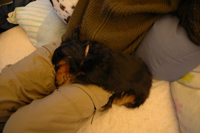 かわいい抑え込み。夫はトイレにさえ行けなかった（笑）。