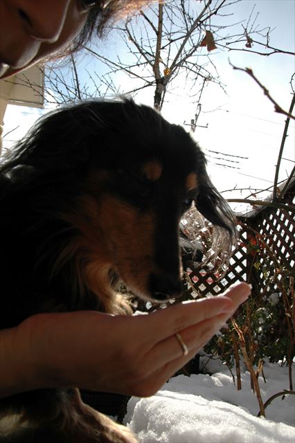 雪だよ。春夏秋冬、ルパンがいつも私のそばにいた。