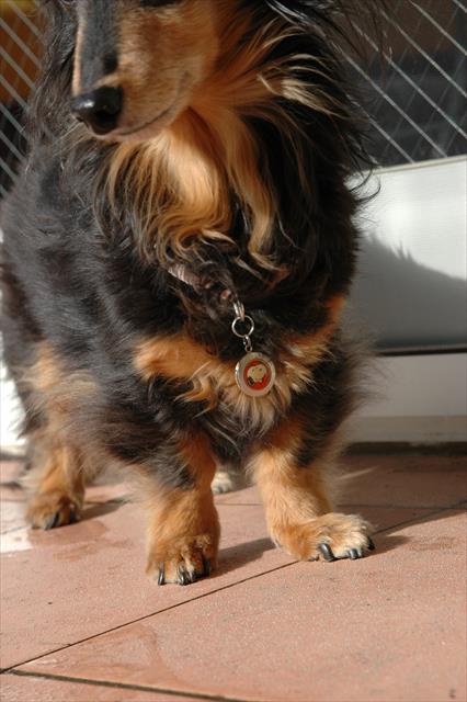 迷子札。これを見るたびいつも思った。ルパンを迷子にさせちゃ絶対にいけないって。