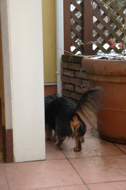 うっすらと雪が積もった朝。今日も庭のチェック、余念がないねぇ・・！