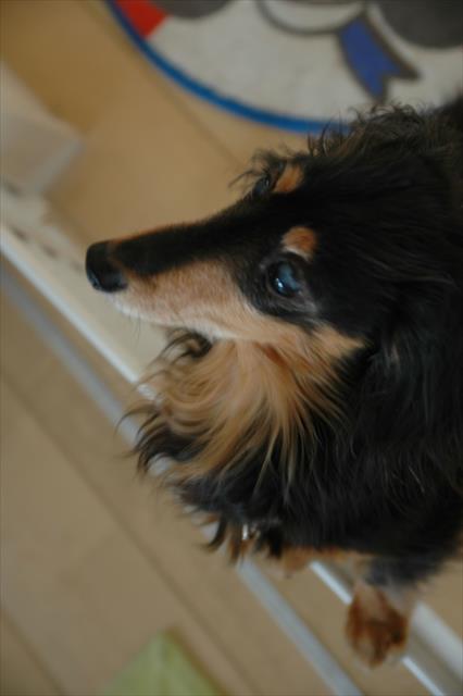 キャベツキャベツ！そのキャベツ、ボクにちょうだい！！