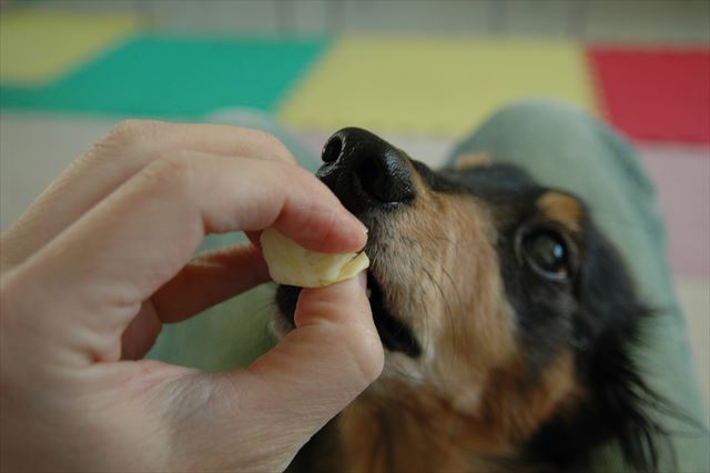 ご褒美あげる。ルパンと遊んでると時間が経つの忘れちゃうよ。
