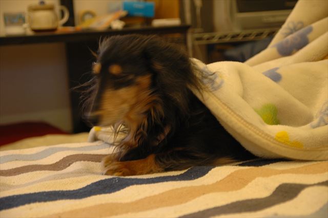 おめめ覚めた？お気に入りの毛布。寝起きのルパン。