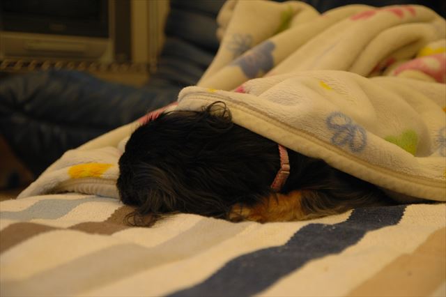 テレビ見てる横でスヤスヤ・・。後頭部がかわいい。思わず触りたくなる！