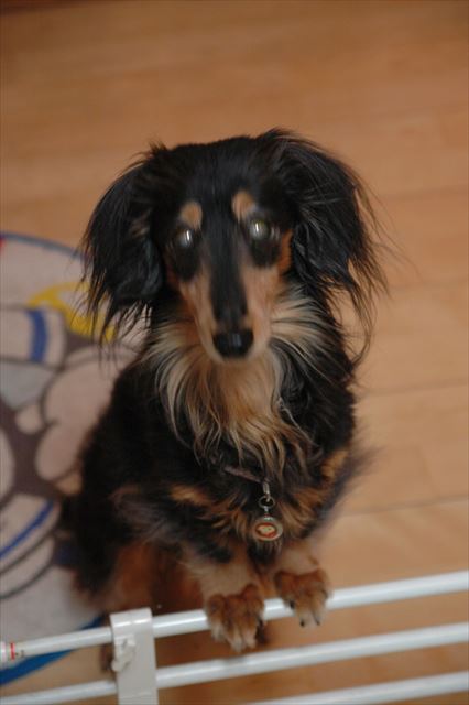 ルパンは勇気のある子だったね。諦めない強い子だったよね。