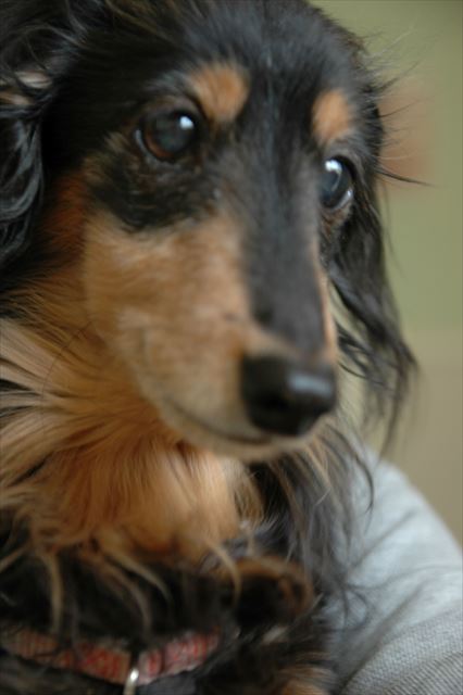 なんてかわいいんだろう・・毎日毎日ルパンを見てるだけで幸せだった。