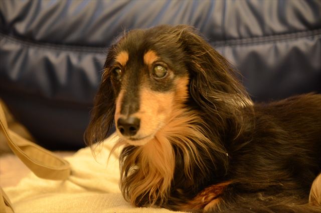 このソファー好きだったよね。ルパンの定位置だったよね。