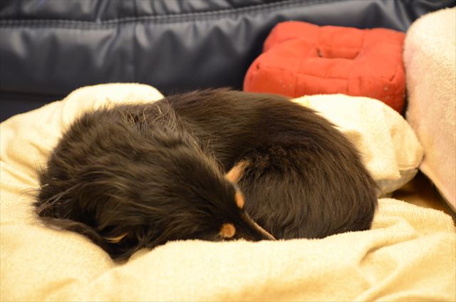 冬の寝姿。丸くなって鼻を隠して寝るとあったかいんだよね。