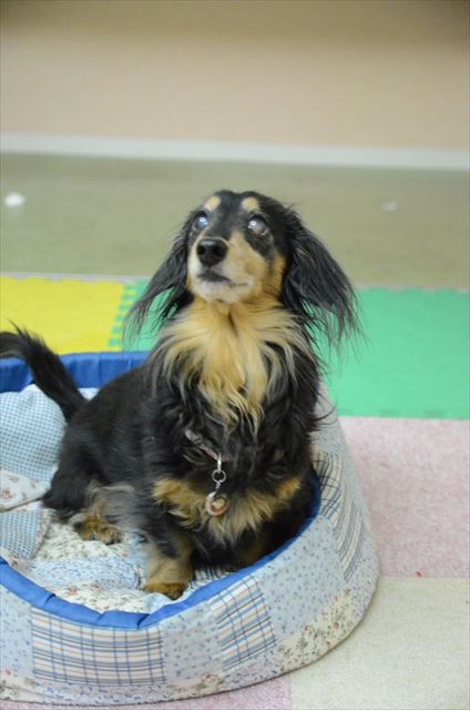 「マット♪」ぴょんと入って「ごほうびは？」