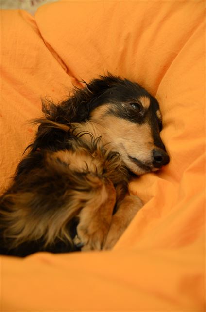 この寝顔。この寝姿。見ているだけで幸せ。