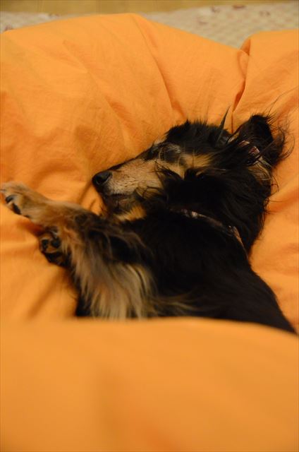 ふかふか羽毛の上でよく寝てる・・