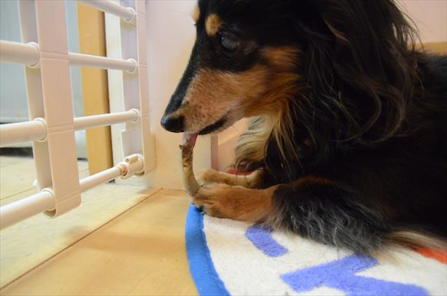 キッチンの前。夕飯の支度してる間、イイコに待っててくれたね。