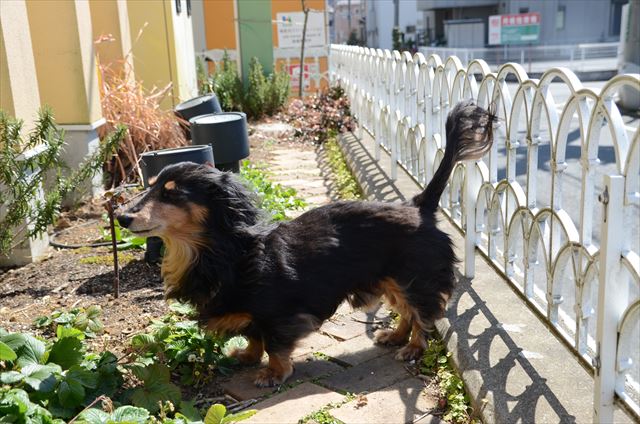 春だね。気持ちいいね。イチゴが芽吹いてきたね。