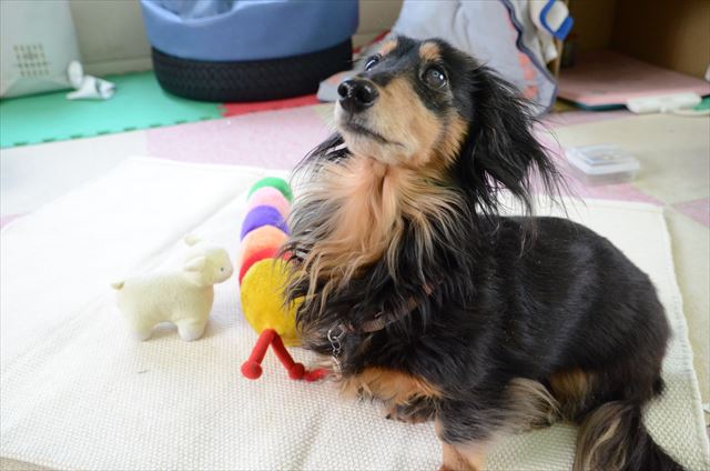 「何してるの？遊ぶの？」ルパンはイイコだね。おすわりして待っててイイコだね。