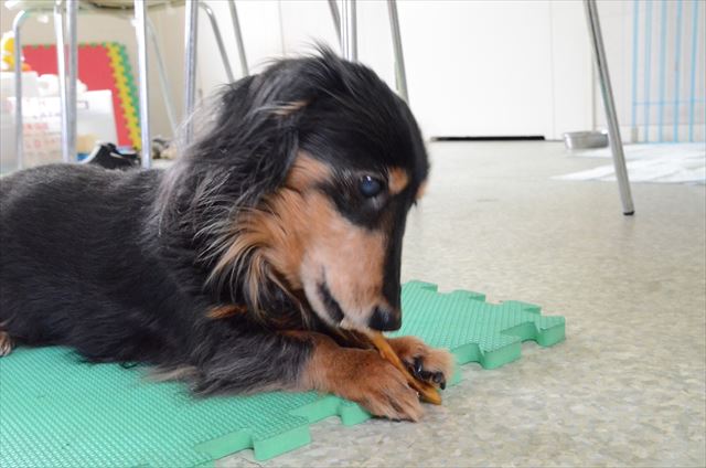 美味しいな・・。アキレス腱美味しいな・・。