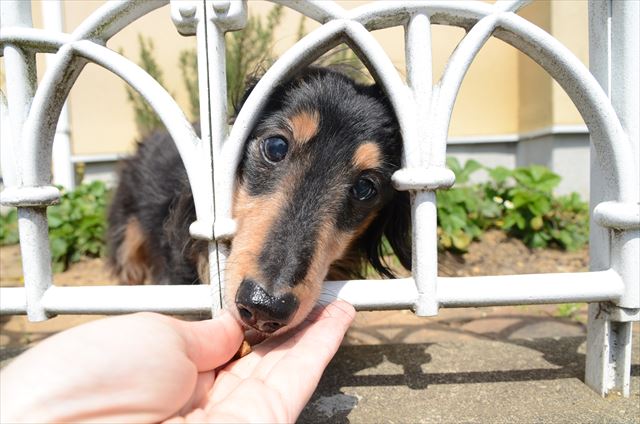 フェンスの隙間から「こんにちは♪」。
