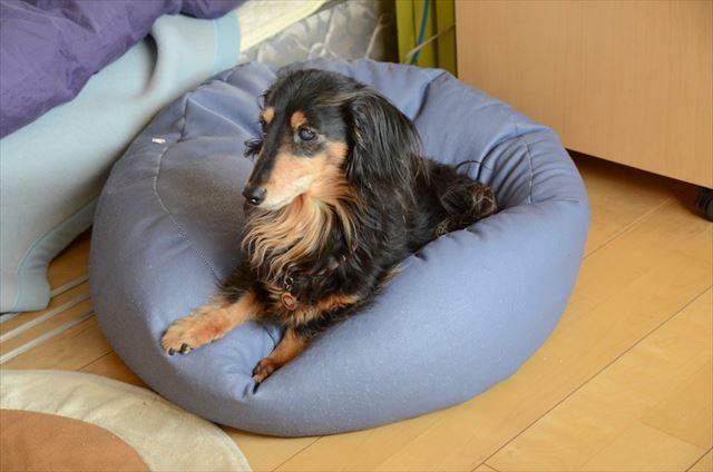 ん？でかける？（大丈夫だよ。置いて行かないから！）