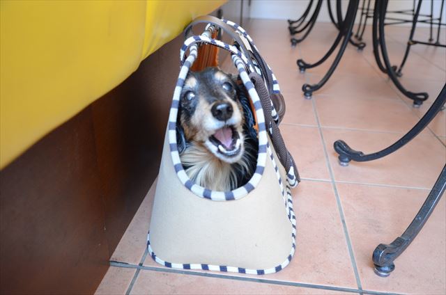 ありがとね、ルパン。おりこうさんで感謝だよ。