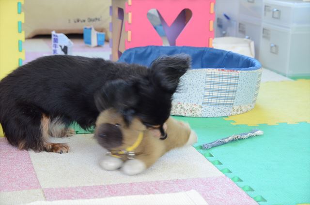 新しいお友達？ルパンのカラー付けてるね。