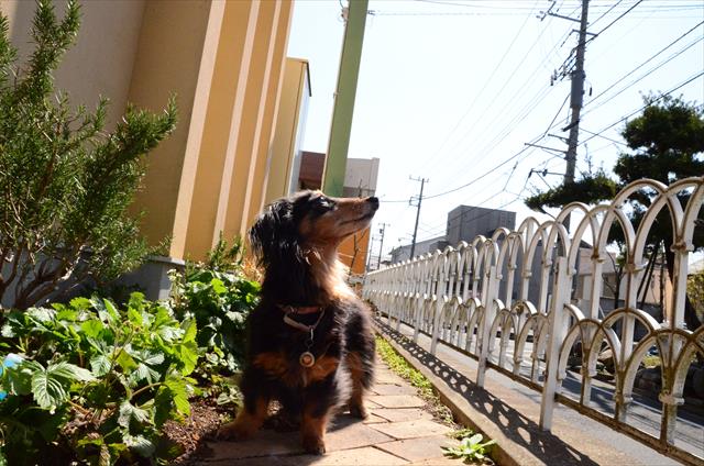 晩年失明したルパンでしたが、何か見てる。ちゃんと見てる。