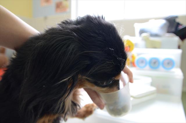 こらっ誰だぁ！ドックフードの計量カップから直接食べようとしてるコがいるぞ！