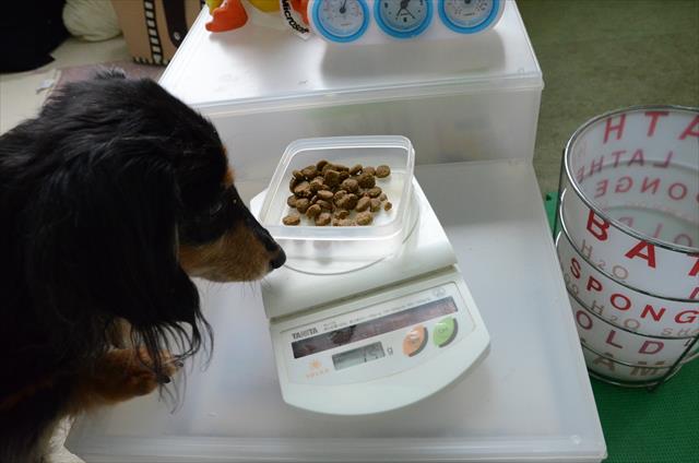 ボクのごはんできた？