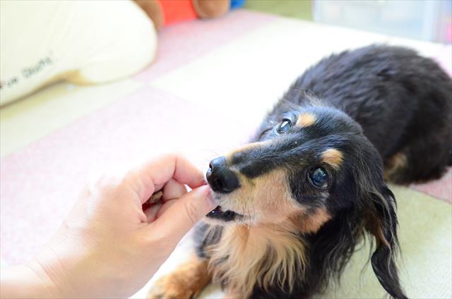 上手にできたね。ごほうびあげるよ・・！