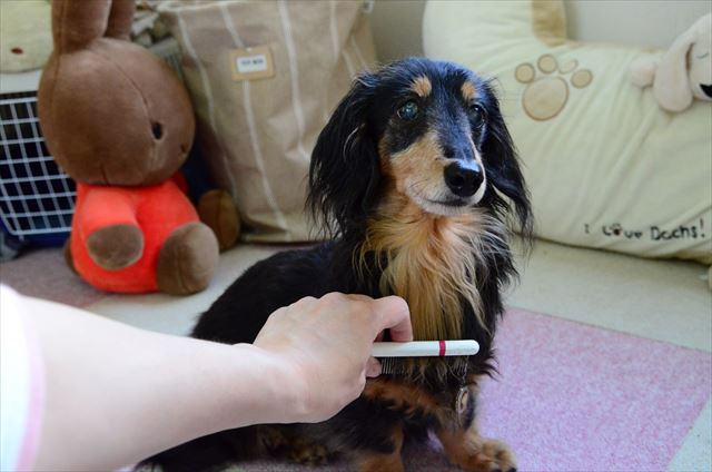 ご機嫌ブラッシング