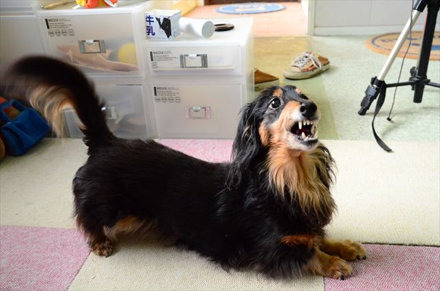 怒ってる？ううん、笑ってる！ニーッって笑ってる♪