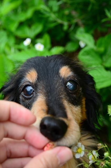 ふたりで苺、はんぶんこ。