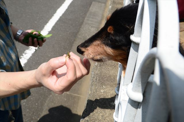 フェンスから顔を出して「こんにちは」。人が大好きなルパンだった。