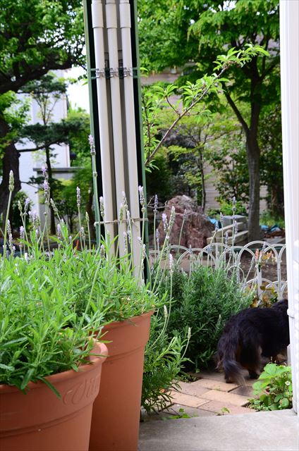 庭へ。ルパンの朝の出勤。おっと、先に行っちゃったよ！