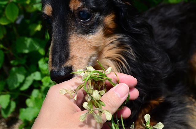 気になるの？ルッコラだよ。