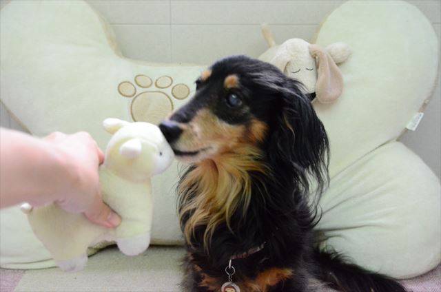 かわいいな、ルパン本当にかわいいな。