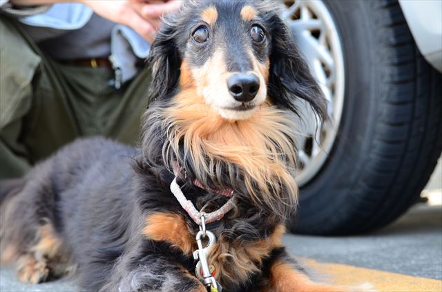 ルパン、いつも遊んでくれてありがとね。