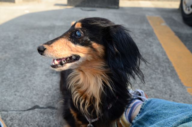 ルパン、大好きだよ。たくさん遊んでくれてうれしかったよ。