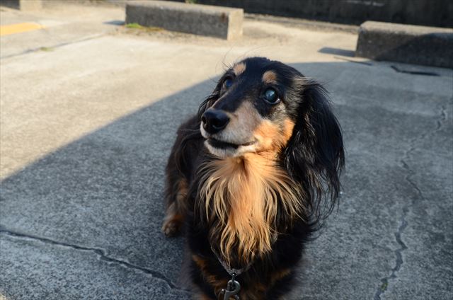 ルパンと遊んでいるときのピュアな気持ち、いつまでも忘れないよ。