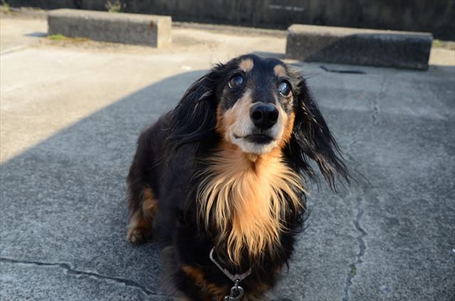 ルパン、たくさん遊んでくれてありがとね。