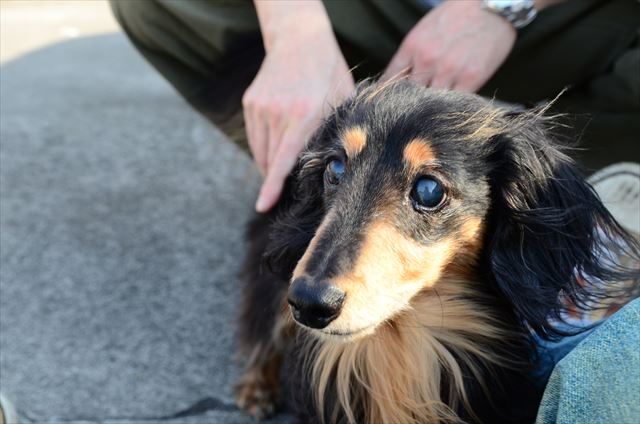 papa帰ってきたね。安心だね。